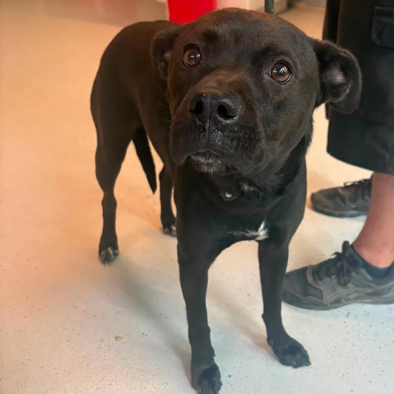 A senior small-sized female Black Mixed Breed dog named Aleta Stray Hold for adoption in Huntington, WV