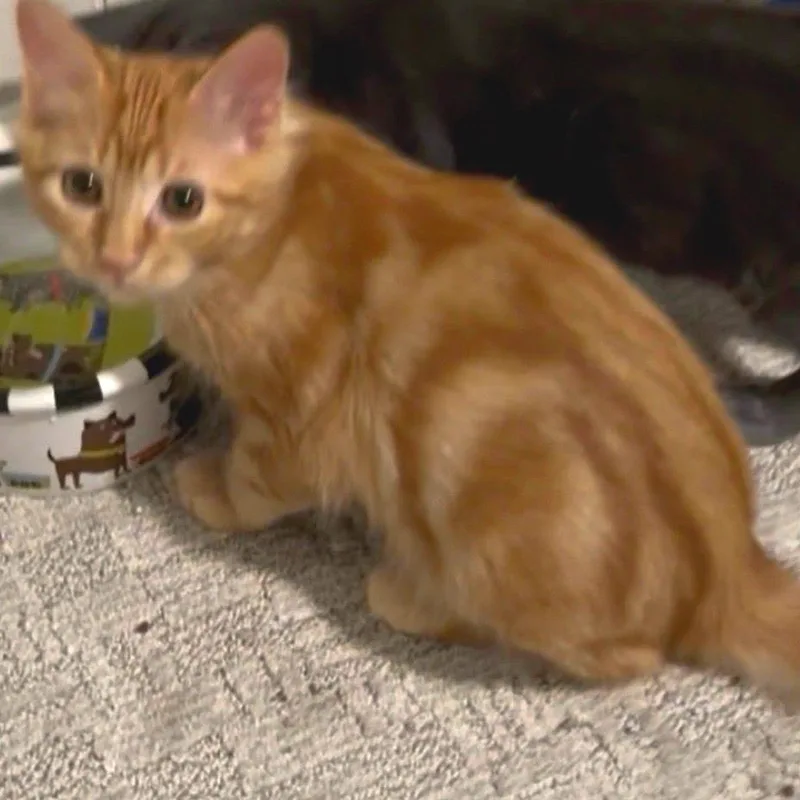 A baby medium-sized male Orange / Red American Shorthair cat named Sunny for adoption in Freeport, FL