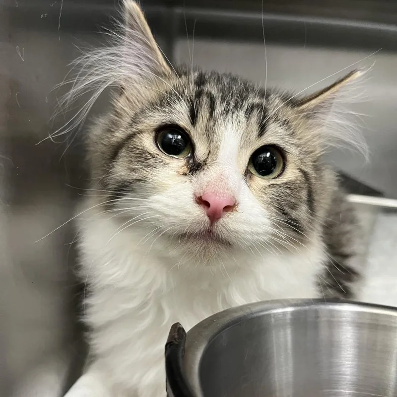 A baby small-sized female White Domestic Medium Hair cat named Livie for adoption in Canton, IL