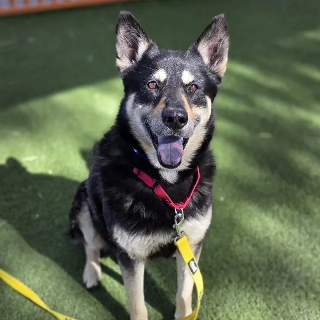 An adult large-sized male German Shepherd Dog dog named Ronaldo for adoption in Las Vegas, NV