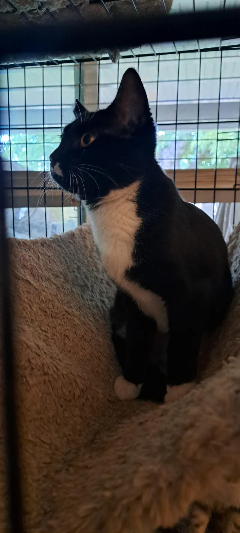 A young medium-sized female Tortoiseshell Tuxedo cat named Suzzette for adoption in Riverside, CA