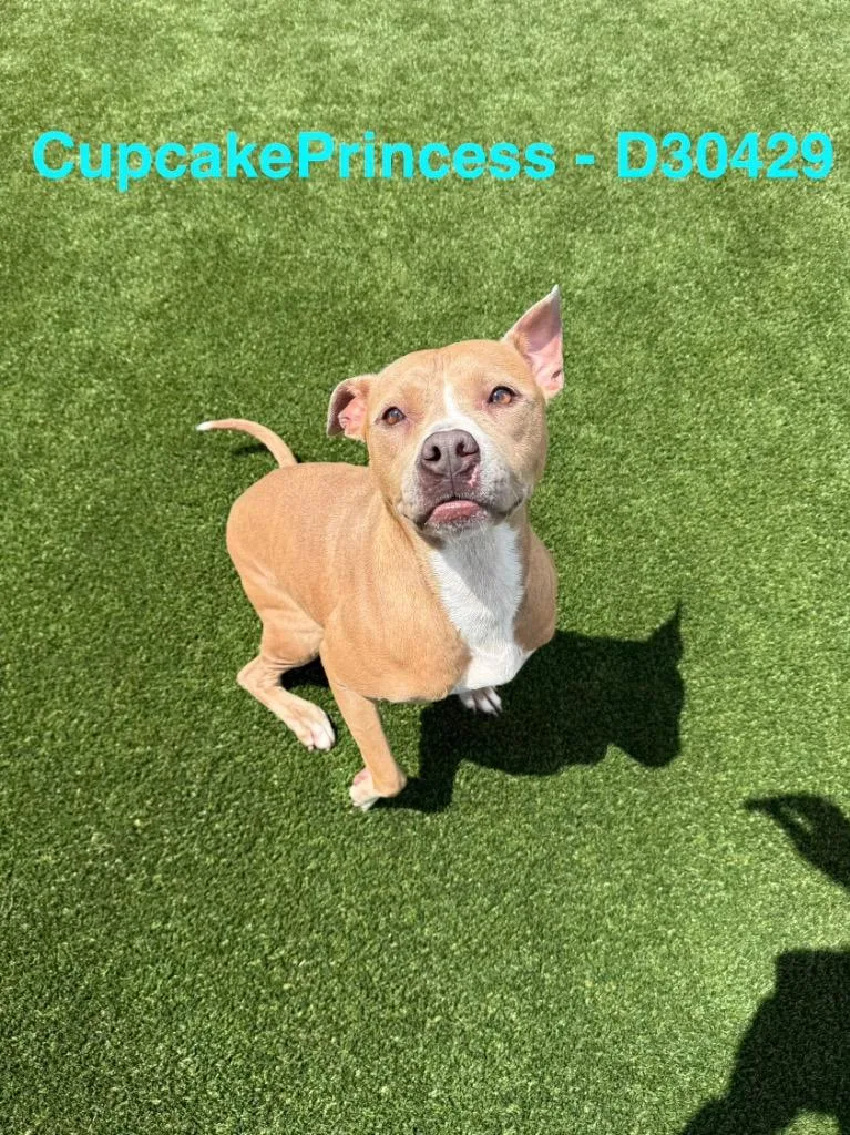 An adult medium-sized female Pit Bull Terrier dog named Cupcake Princess for adoption in Clarksville, TN