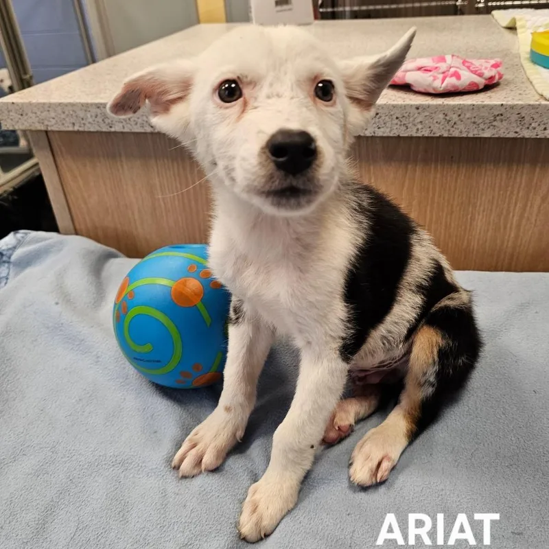 A baby medium-sized male Black Australian Cattle Dog / Blue Heeler dog named Ariat for adoption in Madisonville, TN