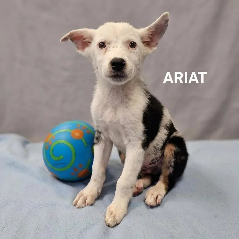Ariat thumbnail 2
