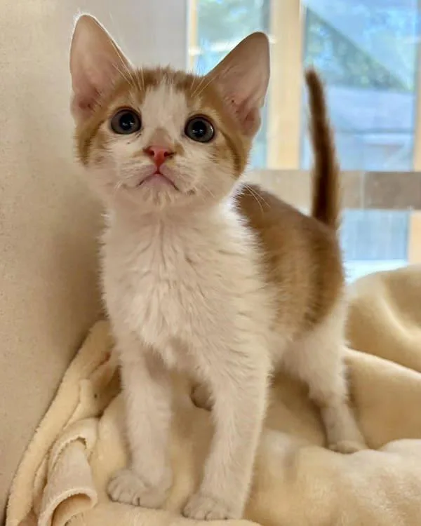 A baby small-sized male Domestic Short Hair cat named Petey for adoption in Novato, CA