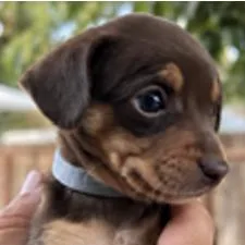 A baby small-sized female Yellow / Tan / Blond / Fawn Chihuahua dog named Bumper Car for adoption in Redmond, WA