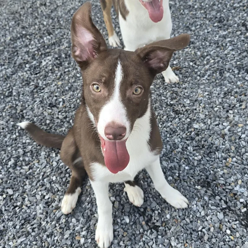 A baby medium-sized male Brown / Chocolate Australian Shepherd dog named Coco for adoption in Walnut Cove, NC