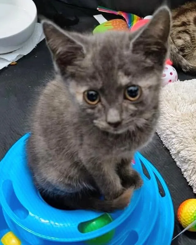 A baby small-sized female Domestic Short Hair cat named Beth for adoption in Virginia Beach, VA