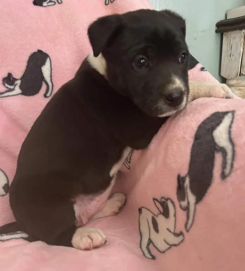 A baby medium-sized female Black Pointer dog named Snap Cereal for adoption in Andover, MA