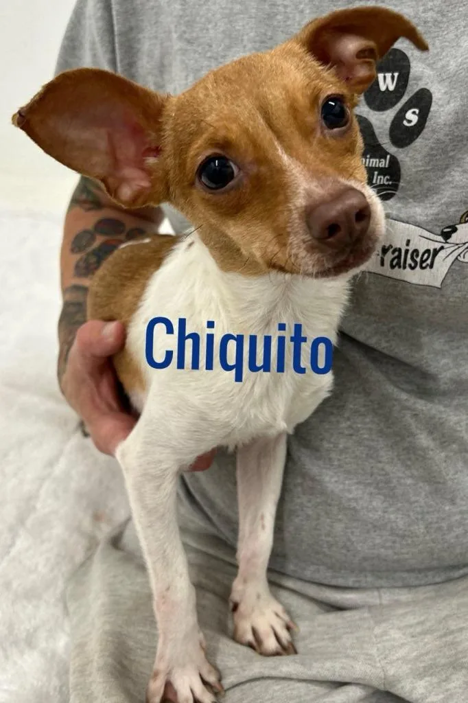 A young small-sized male Chihuahua dog named Chiquito for adoption in Jacksonville, IL