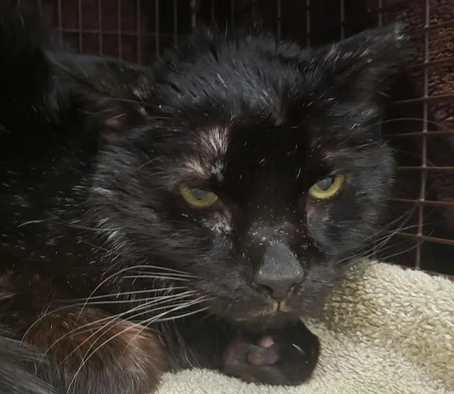 An adult small-sized male Domestic Short Hair cat named Lumpy for adoption in Tucson, AZ