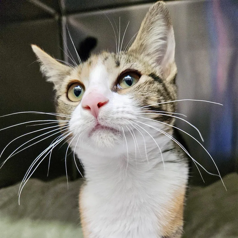 A baby medium-sized female Black Domestic Short Hair cat named Buttercup for adoption in Oakland, CA
