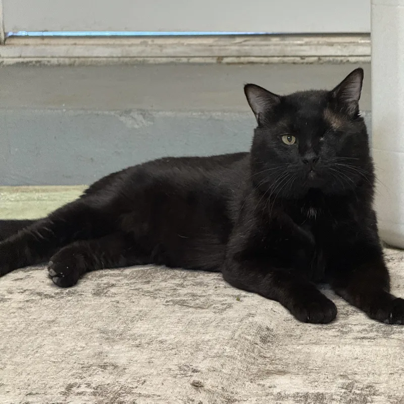 An adult large-sized male Black Domestic Long Hair cat named Jack for adoption in San Diego, CA