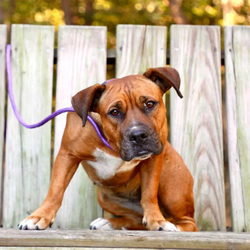 An adult medium-sized female Brown / Chocolate Pit Bull Terrier dog named Beanie for adoption in Evensville, TN