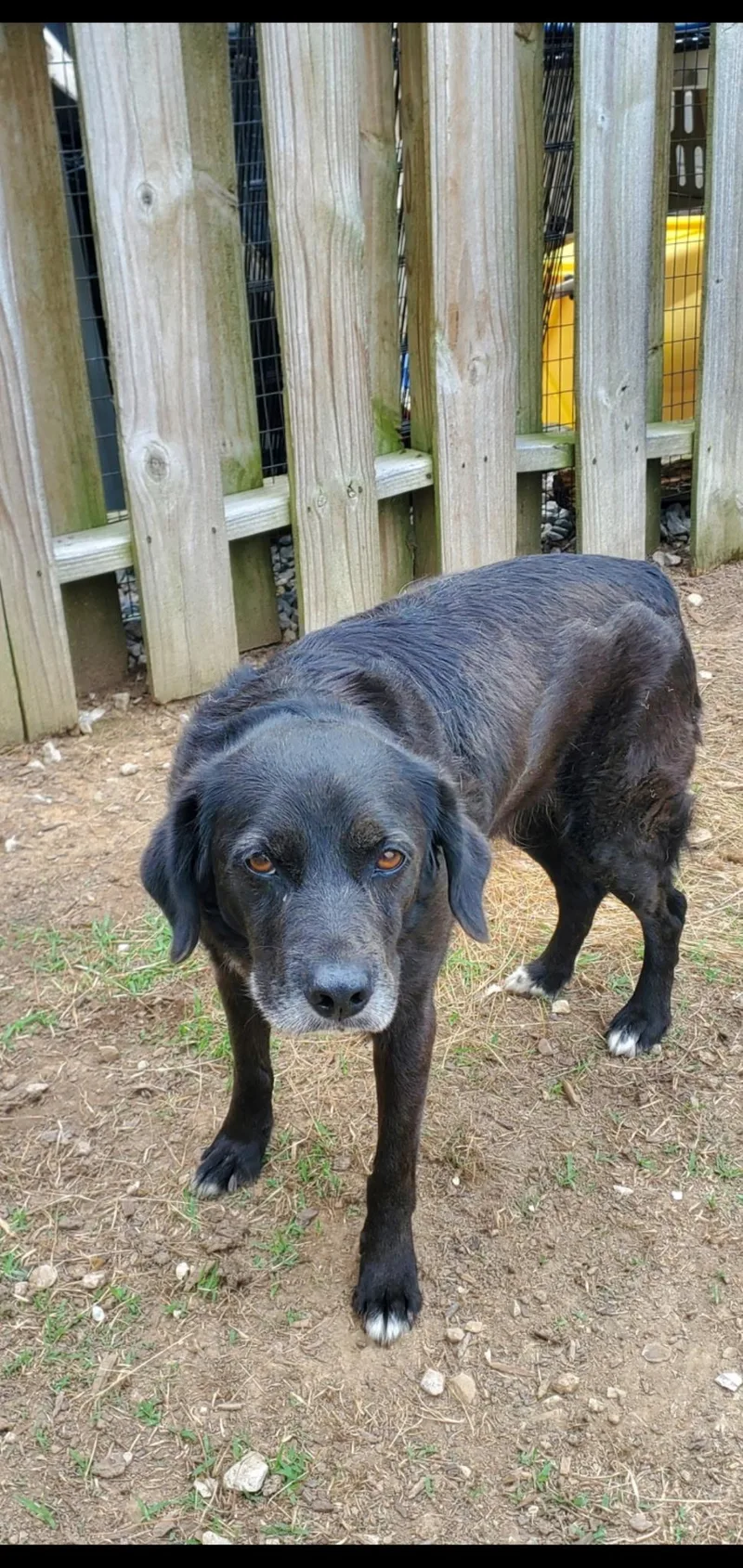 An adult medium-sized male Black Labrador Retriever dog named Liam for adoption in Lexington, KY