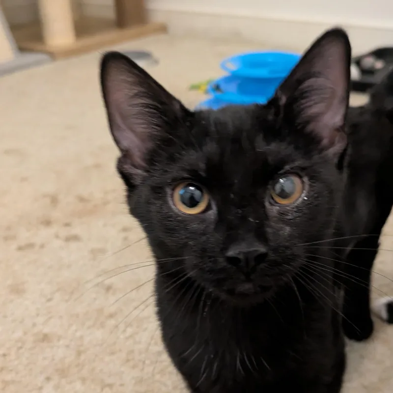 A baby small-sized female Black Domestic Short Hair cat named Mary Cassatt for adoption in Richmond, VA