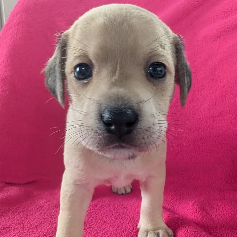 A baby small-sized male Yellow / Tan / Blond / Fawn Terrier dog named Chibs for adoption in Jasper, IN