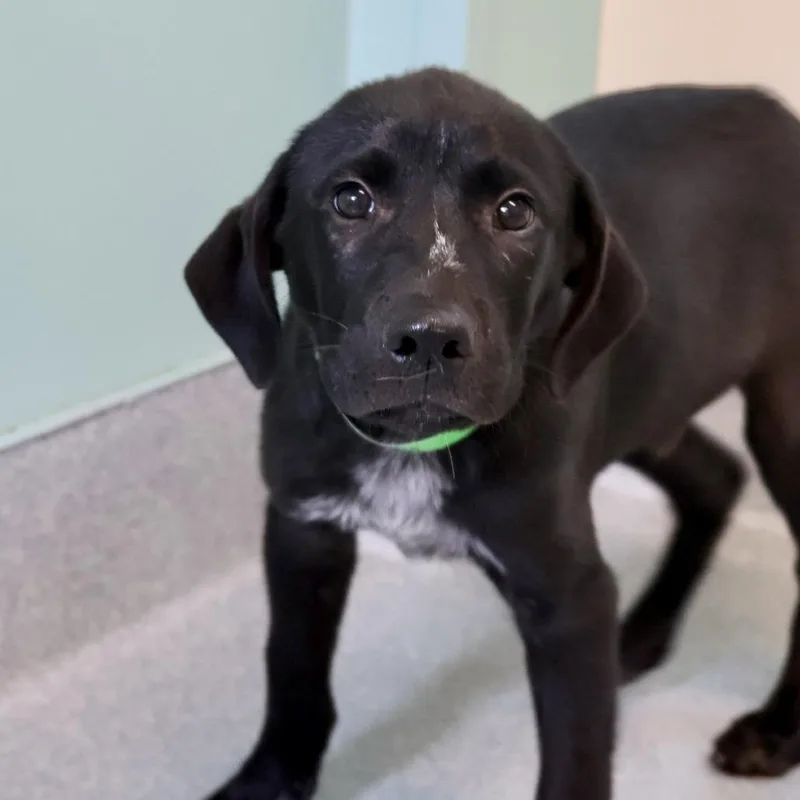 A baby small-sized male Black Labrador Retriever dog named Buddy for adoption in Briarcliff Manor, NY