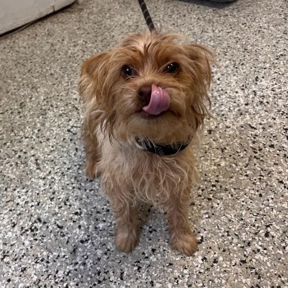 A baby small-sized female Yellow / Tan / Blond / Fawn Yorkshire Terrier dog named Plum Pudding for adoption in Hattiesburg, MS