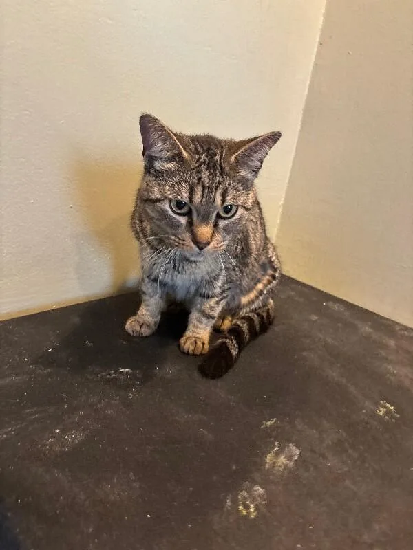 An adult medium-sized female Brown / Chocolate Domestic Short Hair cat named Melanie for adoption in Grand Rapids, MI