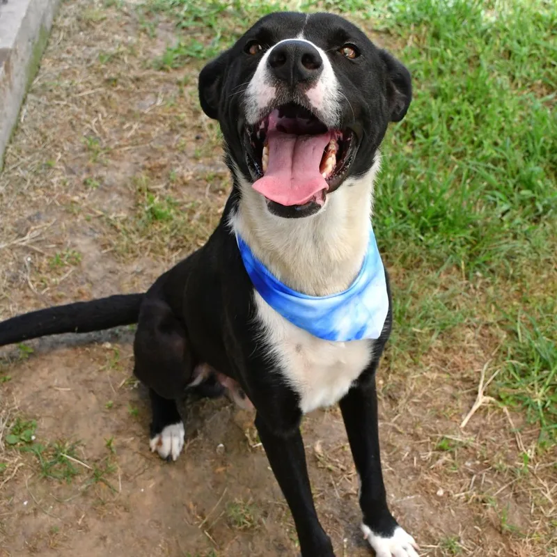 An adult medium-sized male Black Labrador Retriever dog named Woodrow for adoption in Beaumont, TX