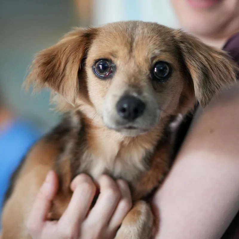 An adult small-sized female Yellow / Tan / Blond / Fawn Terrier dog named Nami for adoption in Fresno, CA