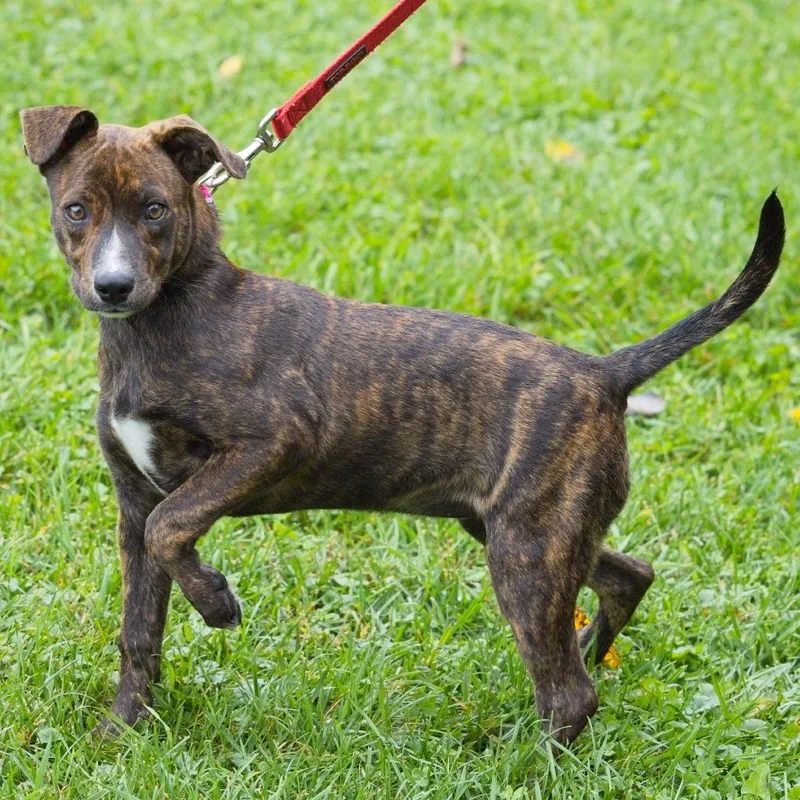 A baby medium-sized female Pit Bull Terrier dog named Prudence for adoption in South Elgin, IL