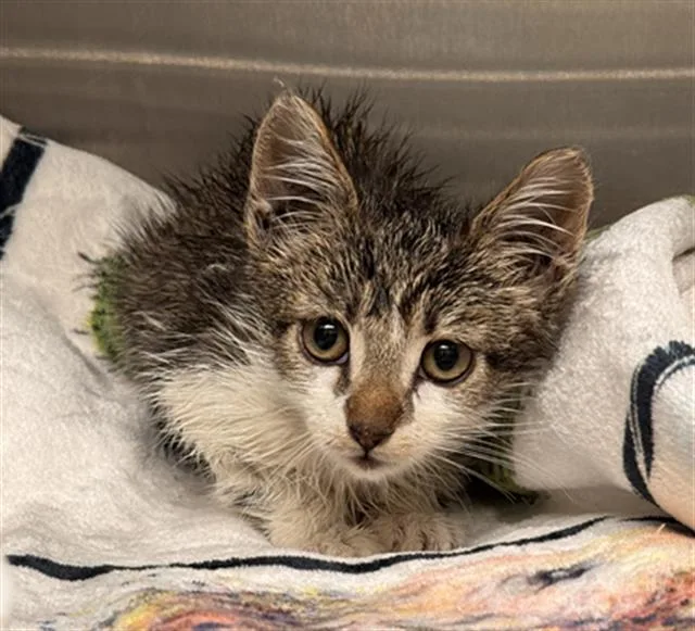 A baby small-sized female Domestic Short Hair cat named Tadpole for adoption in Tustin, CA