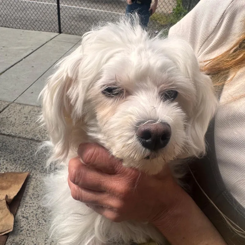 An adult small-sized female White / Cream Mixed Breed dog named Padunia for adoption in Philadelphia, PA