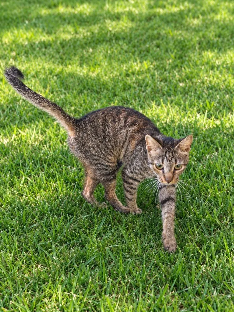 A baby medium-sized female Domestic Short Hair cat named Latasha for adoption in Wauchula, FL