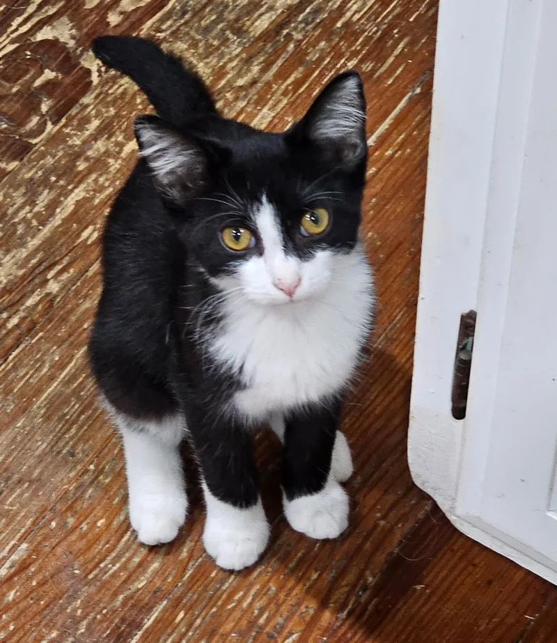 A baby medium-sized male Black & White / Tuxedo Tuxedo cat named Tux for adoption in Murray, KY