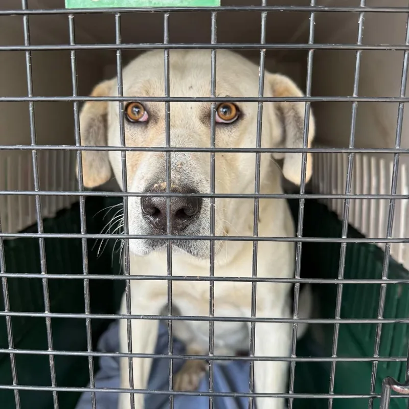 An adult large-sized male White / Cream Mixed Breed dog named Okie for adoption in Huntington, WV