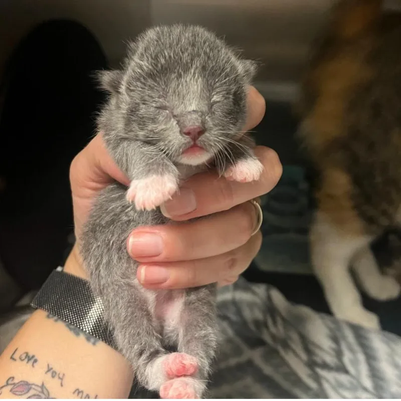 A baby small-sized female Domestic Short Hair cat named Sylvie for adoption in Bristol, IN