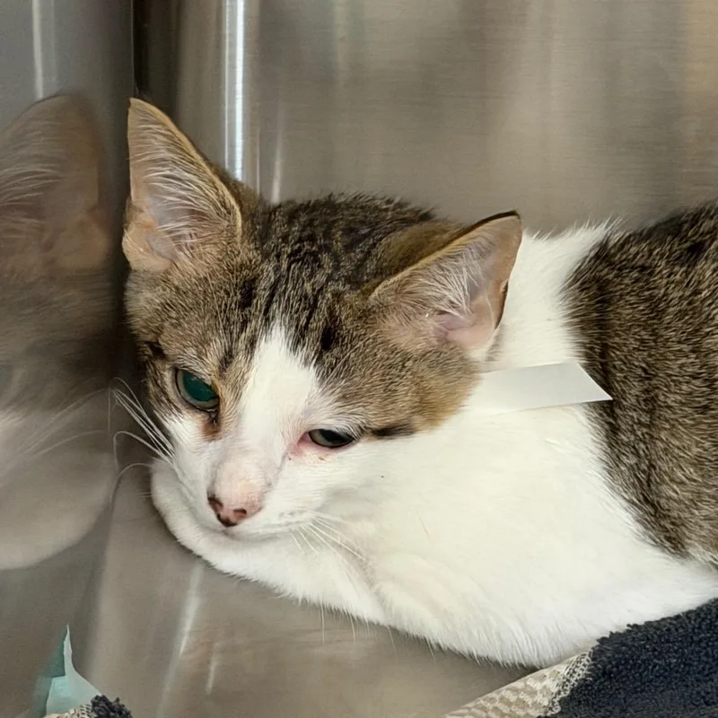 A baby small-sized male Brown / Chocolate Domestic Short Hair cat named King Whiskers for adoption in Jacksonville, FL