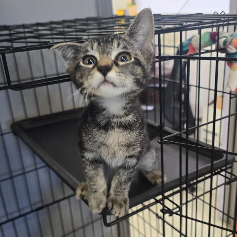 A baby small-sized male Brown / Chocolate Domestic Short Hair cat named Rowan for adoption in Spokane, WA