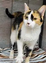 An adult small-sized female Calico Domestic Short Hair cat named Chloe for adoption in Moline, IL