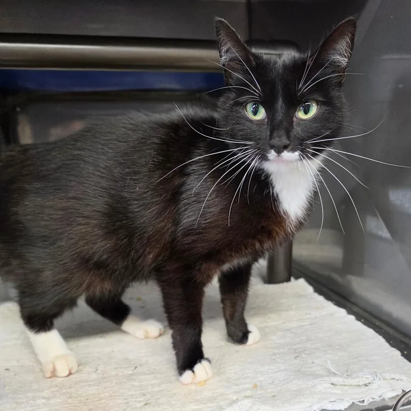 An adult small-sized female Black Domestic Short Hair cat named Lexi for adoption in Jefferson city, TN