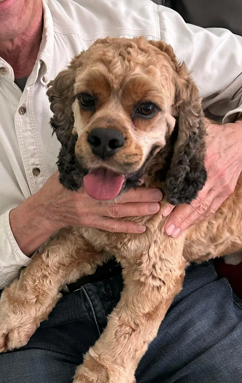 A young small-sized male Yellow / Tan / Blond / Fawn Cocker Spaniel dog named Cash for adoption in Westwood, NJ