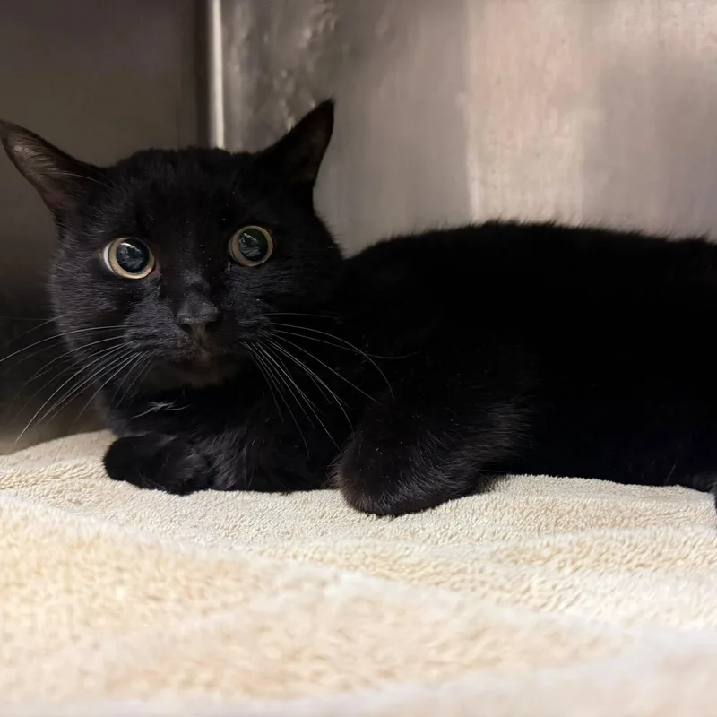 An adult large-sized male Black Domestic Short Hair cat named Thomas for adoption in Midland, TX