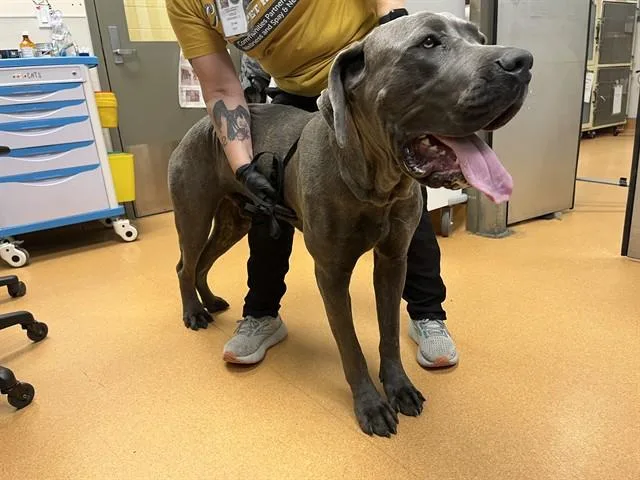 A young medium-sized male Great Dane dog named Andre for adoption in Martinez, CA