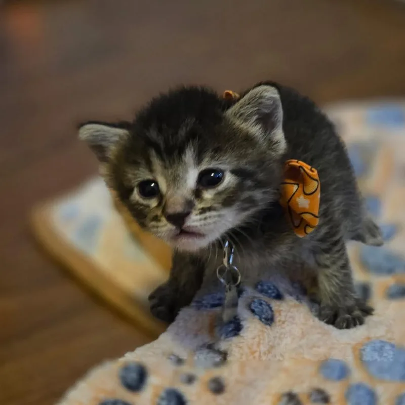 A baby small-sized female Gray / Blue / Silver Domestic Short Hair cat named Shiva for adoption in League City, TX