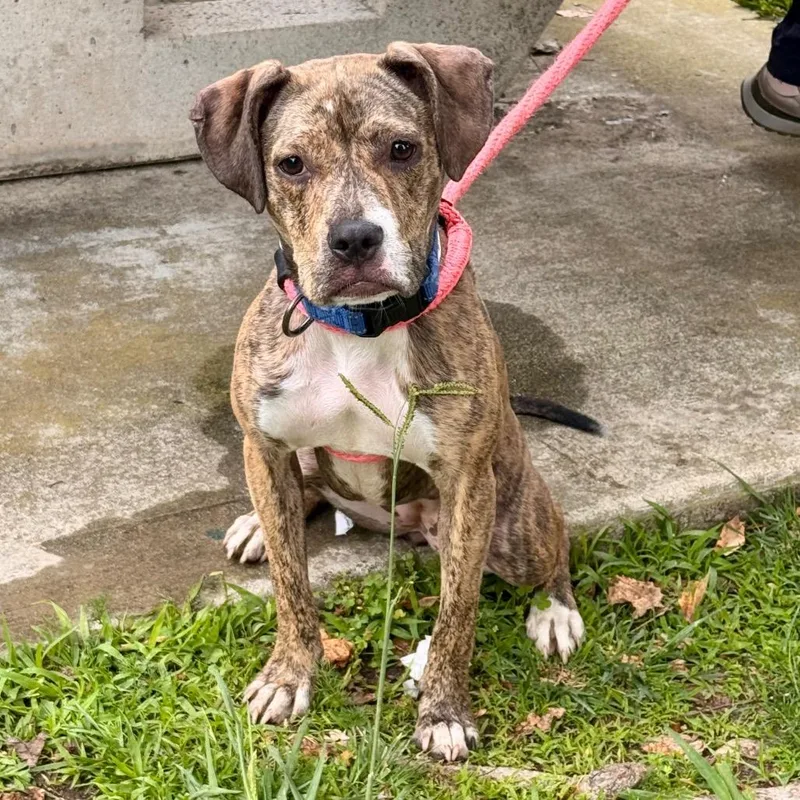 A young small-sized female Brown / Chocolate Beagle dog named Jellybean Costa Mesa for adoption in Chino Hills, CA