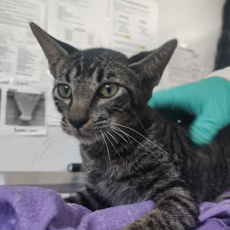 A baby small-sized male Brown / Chocolate Domestic Short Hair cat named Charlie Brown for adoption in Lakeland, FL