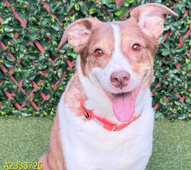 An adult large-sized female Australian Cattle Dog / Blue Heeler dog named Sadie for adoption in Bradenton, FL