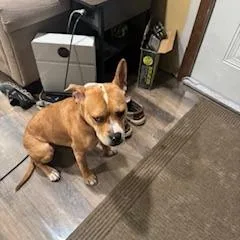 A young medium-sized female Yellow / Tan / Blond / Fawn Staffordshire Bull Terrier dog named Millie for adoption in Ferndale, MI