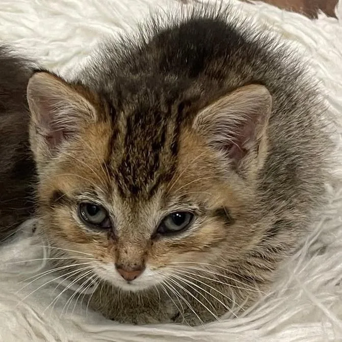 A baby small-sized female Brown / Chocolate Domestic Short Hair cat named Munchkin for adoption in Grand Rapids, MI