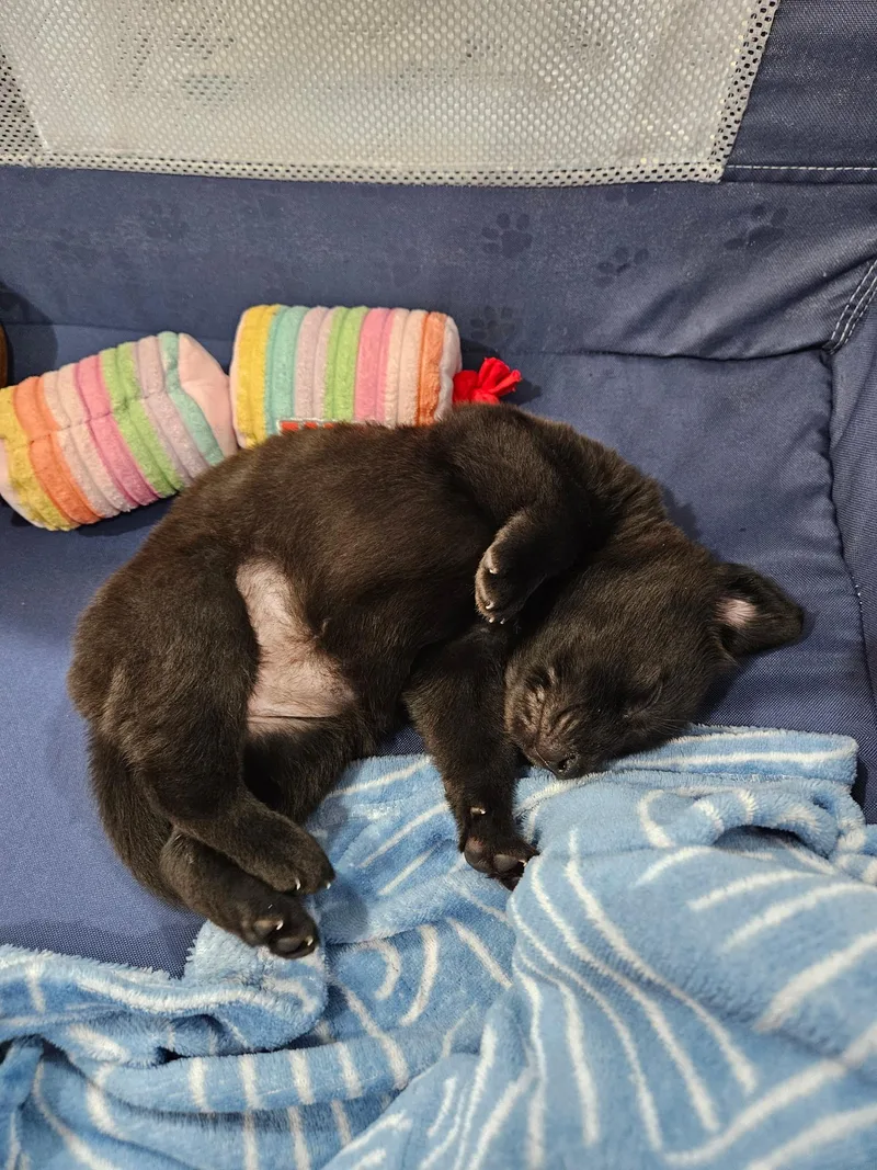 A baby medium-sized female Black Labrador Retriever dog named Kala for adoption in Kempner, TX