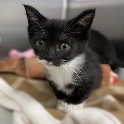 A baby medium-sized male Black & White / Tuxedo Domestic Short Hair cat named Mitzi & Manny for adoption in Columbia, MD