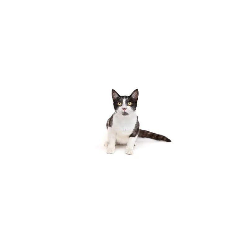 A young medium-sized male Black Domestic Short Hair cat named Johnny for adoption in Playa Vista, CA