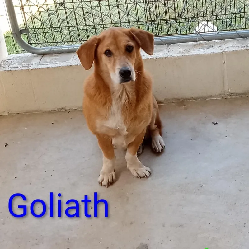 Goliath